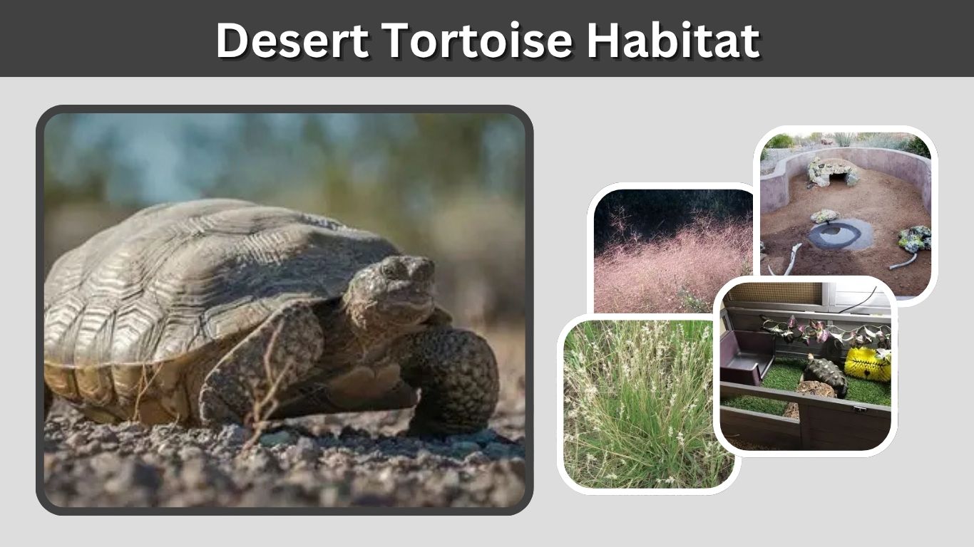 Desert Tortoise Habitat: Natural Range and Backyard Setup