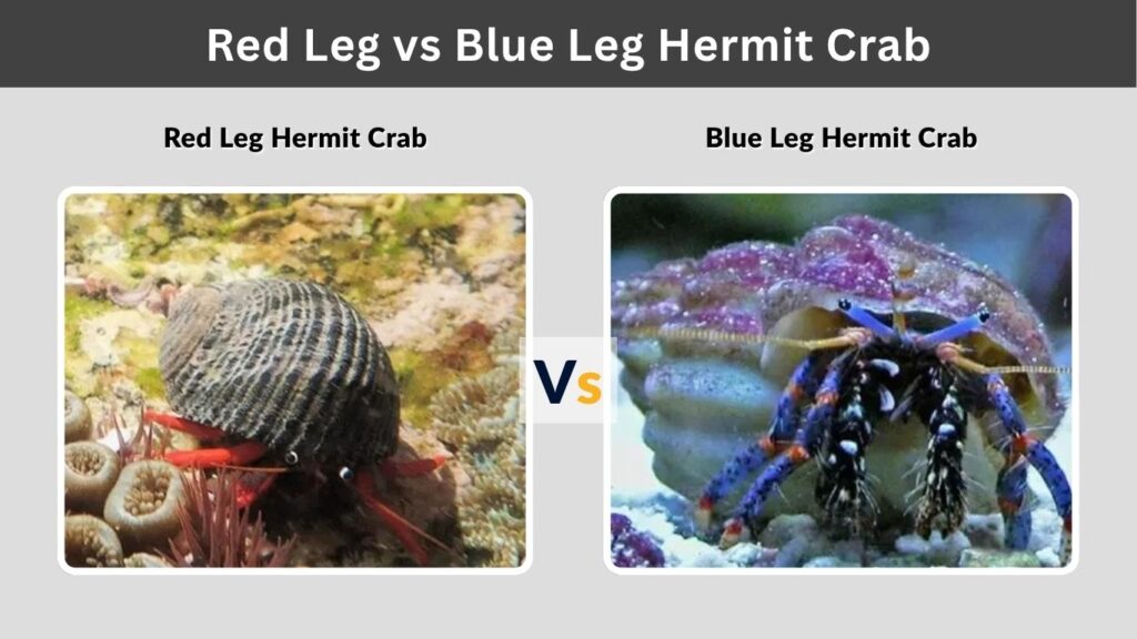 Red Leg vs Blue Leg Hermit Crab