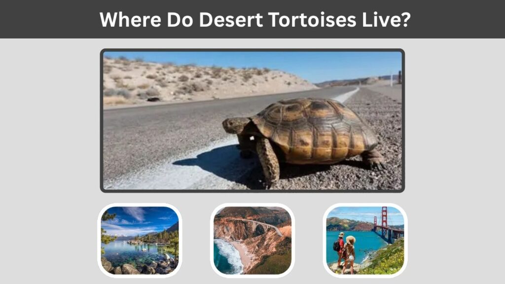 Where Do Desert Tortoises Live?