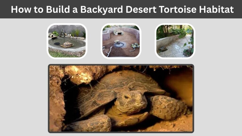 How to Build a Backyard Desert Tortoise Habitat