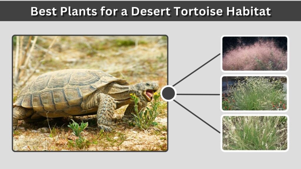Best Plants for a Desert Tortoise Habitat