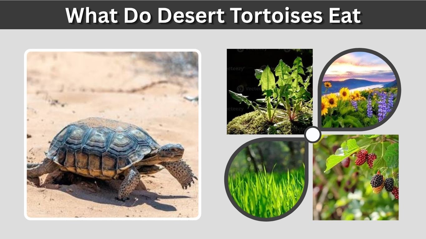 What Do Desert Tortoises Eat? 12 Safe Foods to Offer