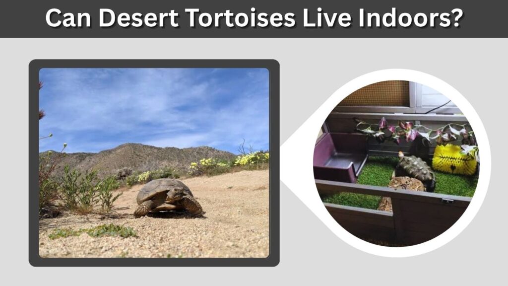 Can Desert Tortoises Live Indoors?