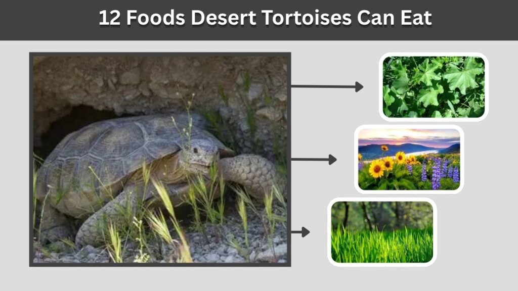 12 Foods Desert Tortoises Can Eat