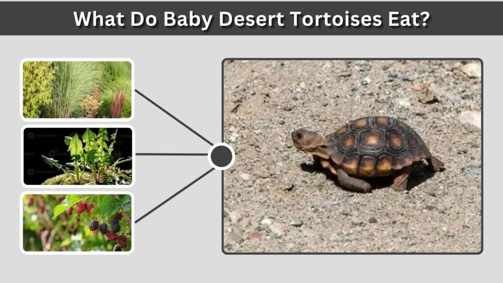 What Do Baby Desert Tortoises Eat?