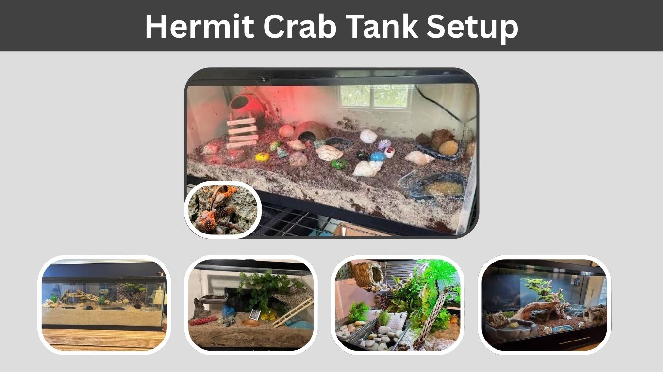 Hermit Crab Tank Setup: Step-by-Step Instructions