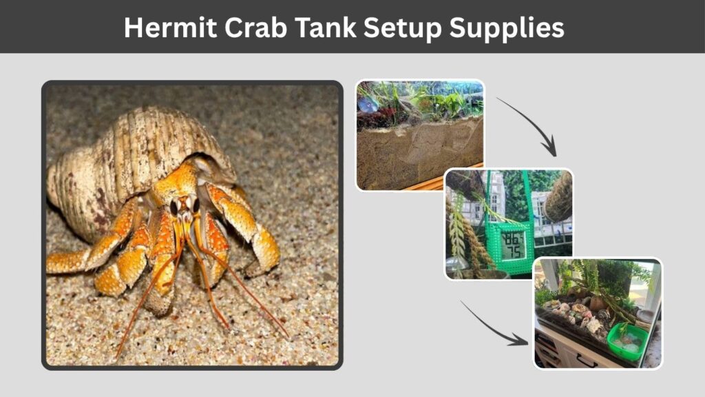 Hermit Crab Tank Setup Supplies