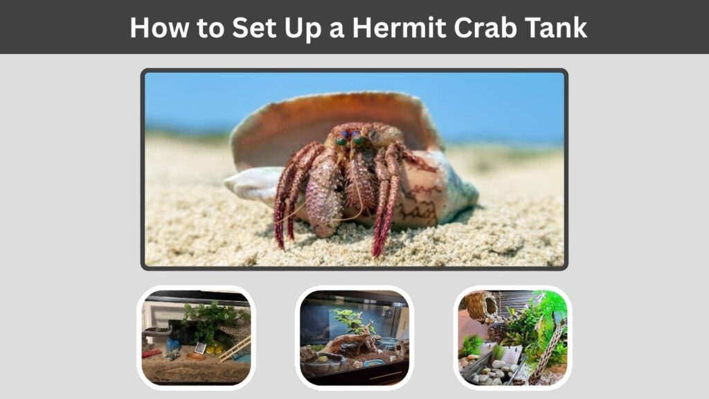 How to Set Up a Hermit Crab Tank