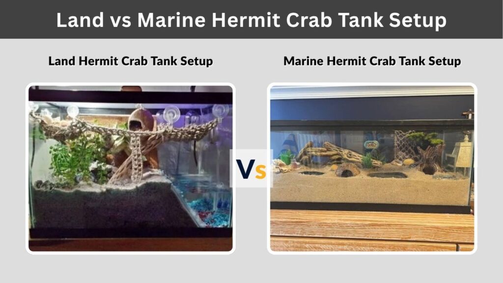 Land vs Marine Hermit Crab Tank Setup