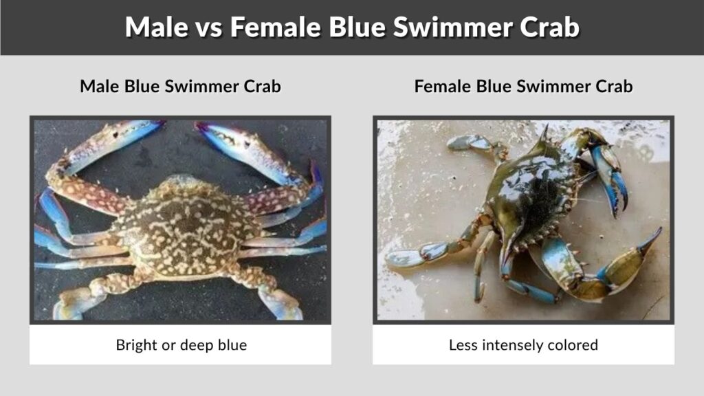 Male vs Female Blue Swimmer Crab