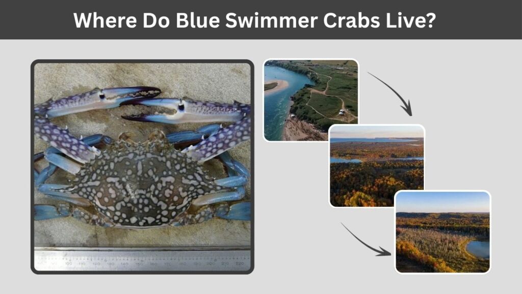 Where Do Blue Swimmer Crabs Live?