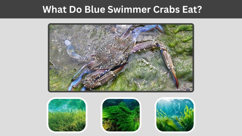 What Do Blue Swimmer Crabs Eat?