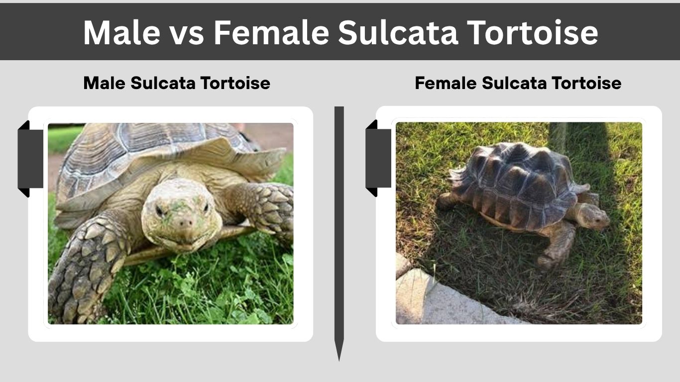Male vs Female Sulcata Tortoise: How to Tell the Difference