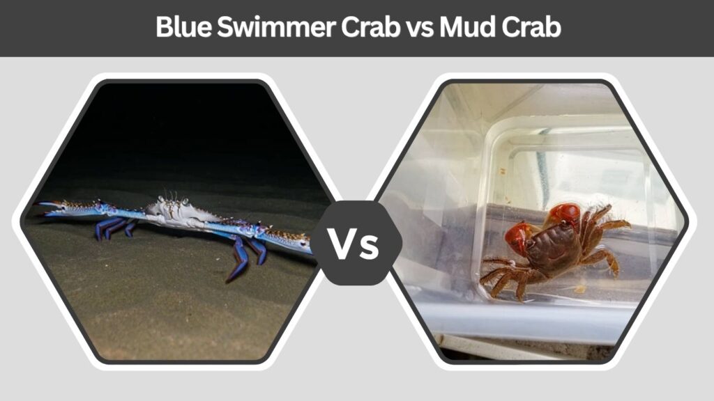 Blue Swimmer Crab vs Mud Crab