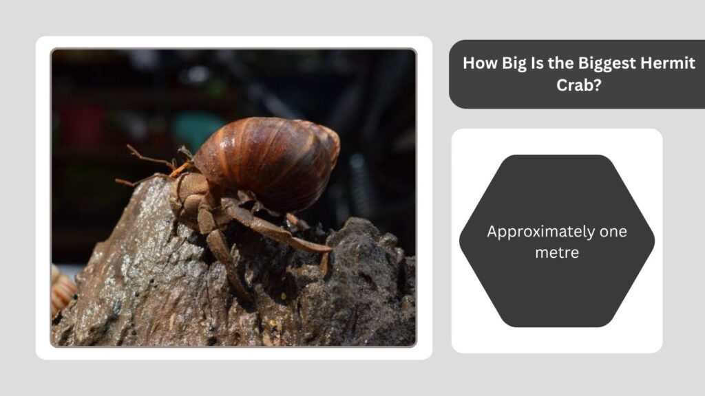How Big Is the Biggest Hermit Crab?
