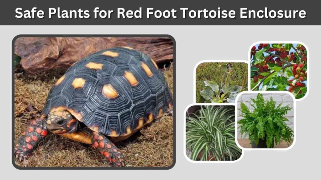 Safe Plants for Red Foot Tortoise Enclosure