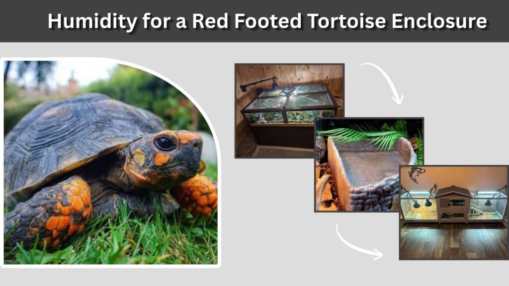 Humidity for a Red Footed Tortoise Enclosure
