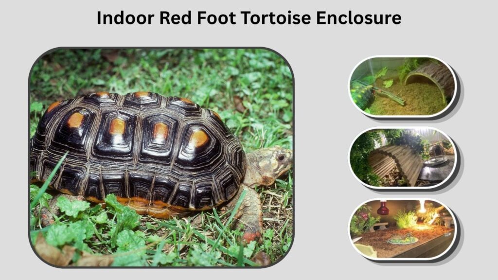 Indoor Red Foot Tortoise Enclosure