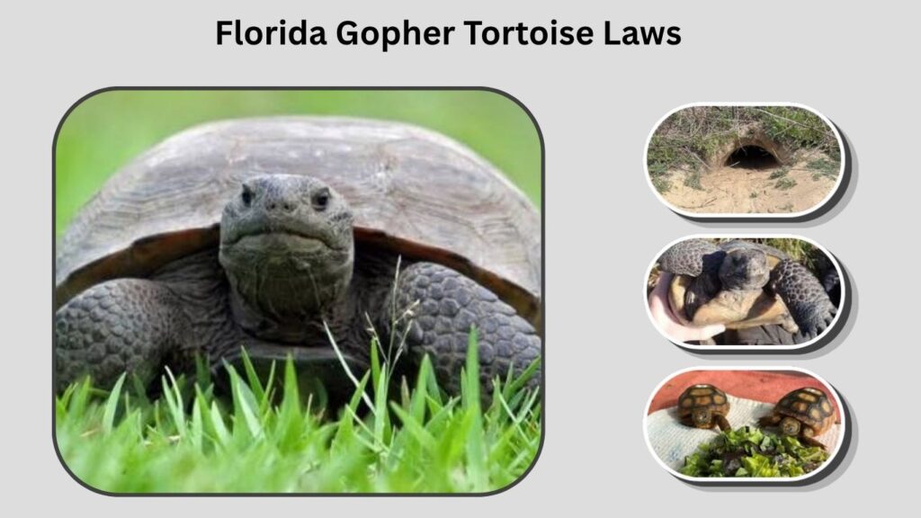 Florida Gopher Tortoise Laws