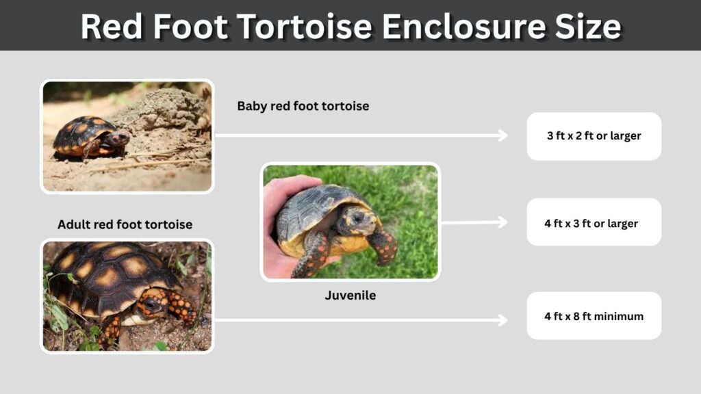 Red Foot Tortoise Enclosure Size