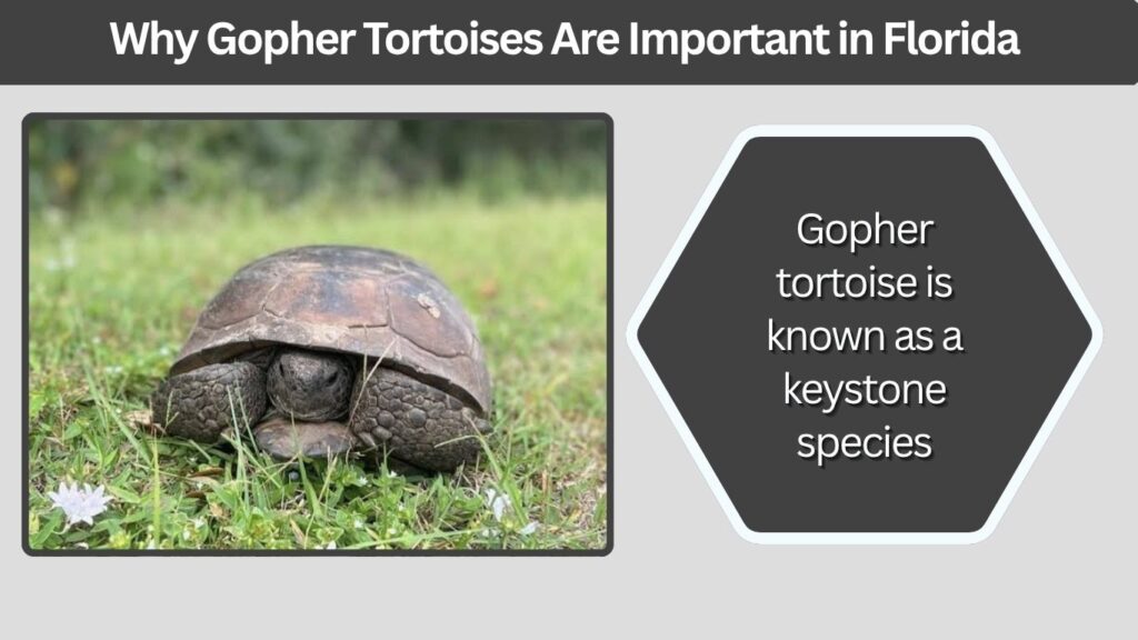 Why Gopher Tortoises Are Important in Florida