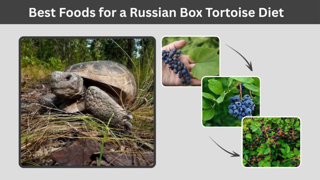 What Do Gopher Tortoises Eat in Florida?