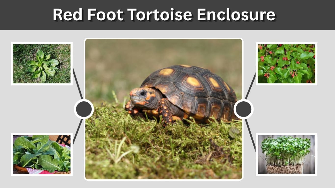 Red Foot Tortoise Enclosure: Size, Heat & Setup