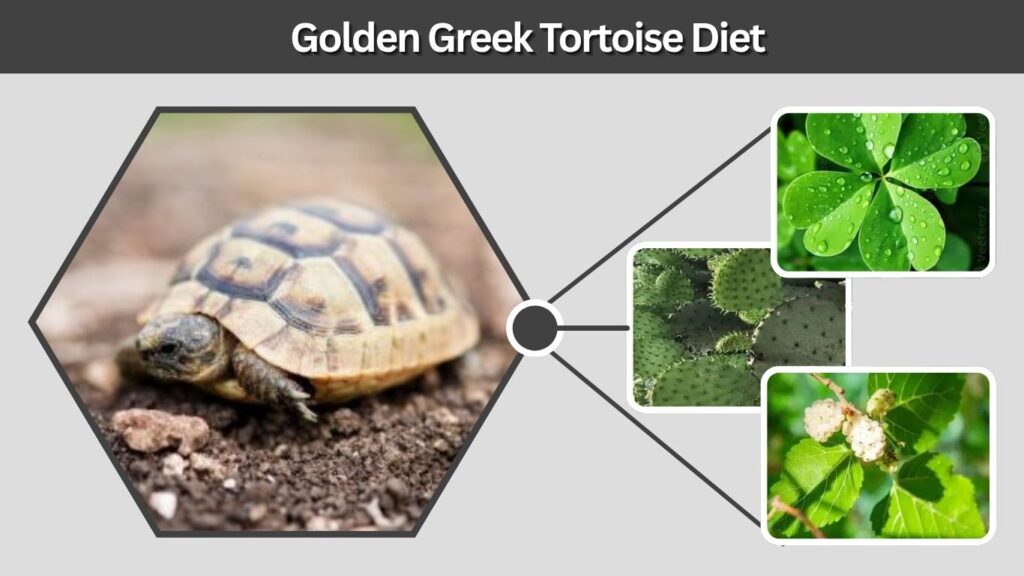 Golden Greek Tortoise Diet