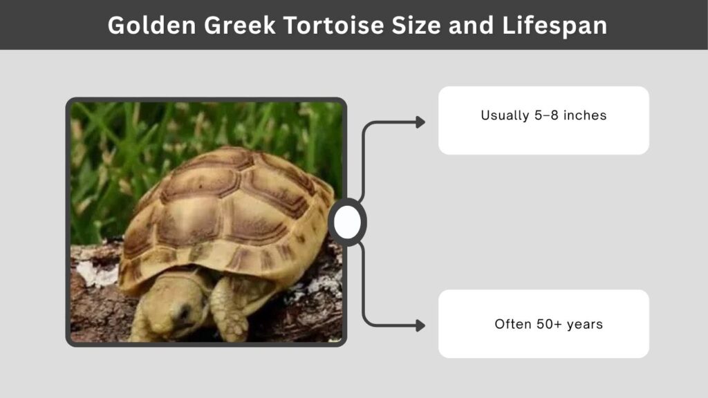 Golden Greek Tortoise Size and Lifespan