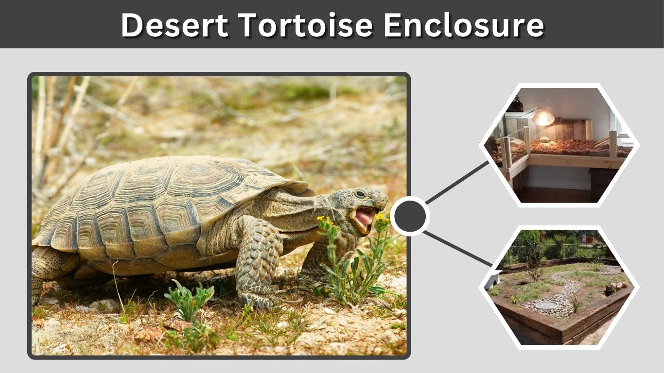 Desert Tortoise Enclosure: Outdoor and Indoor Setup Guide