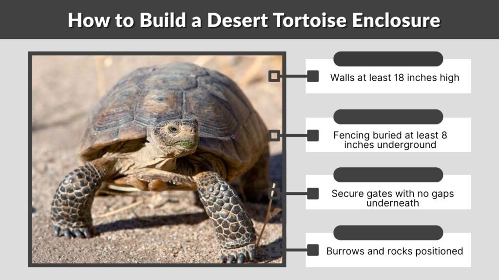 How to Build a Desert Tortoise Enclosure