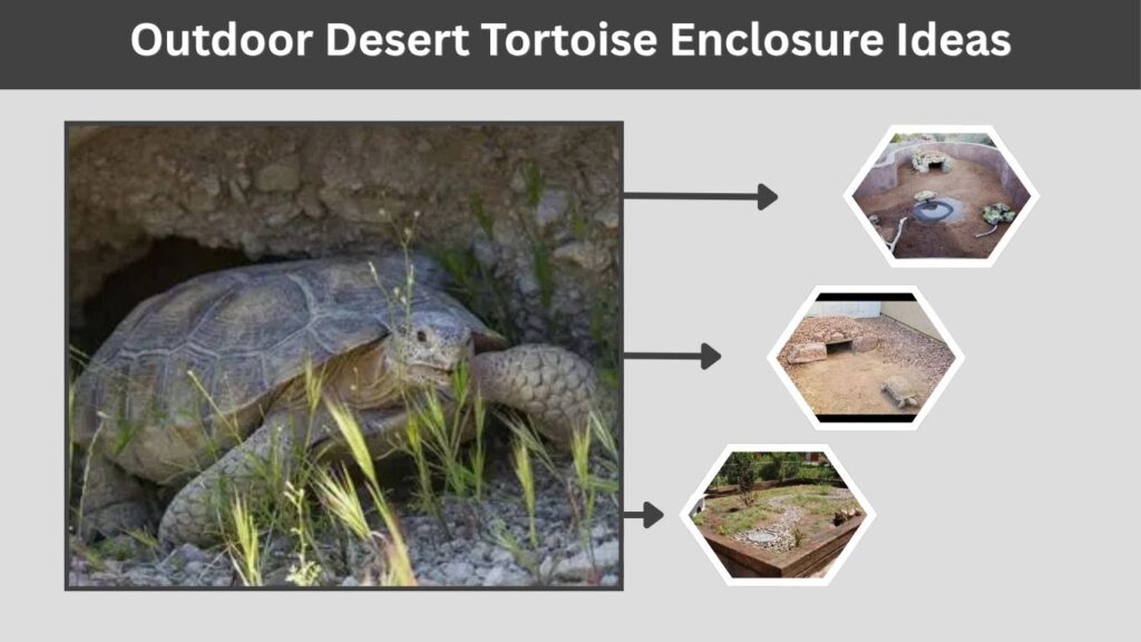 Outdoor Desert Tortoise Enclosure Ideas
