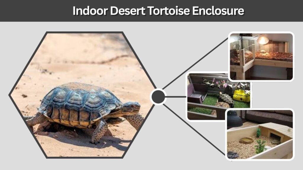 Indoor Desert Tortoise Enclosure
