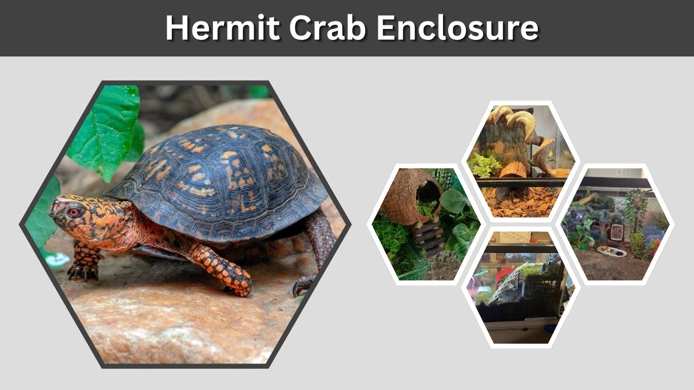 Hermit Crab Enclosure: Complete Setup and Habitat Guide