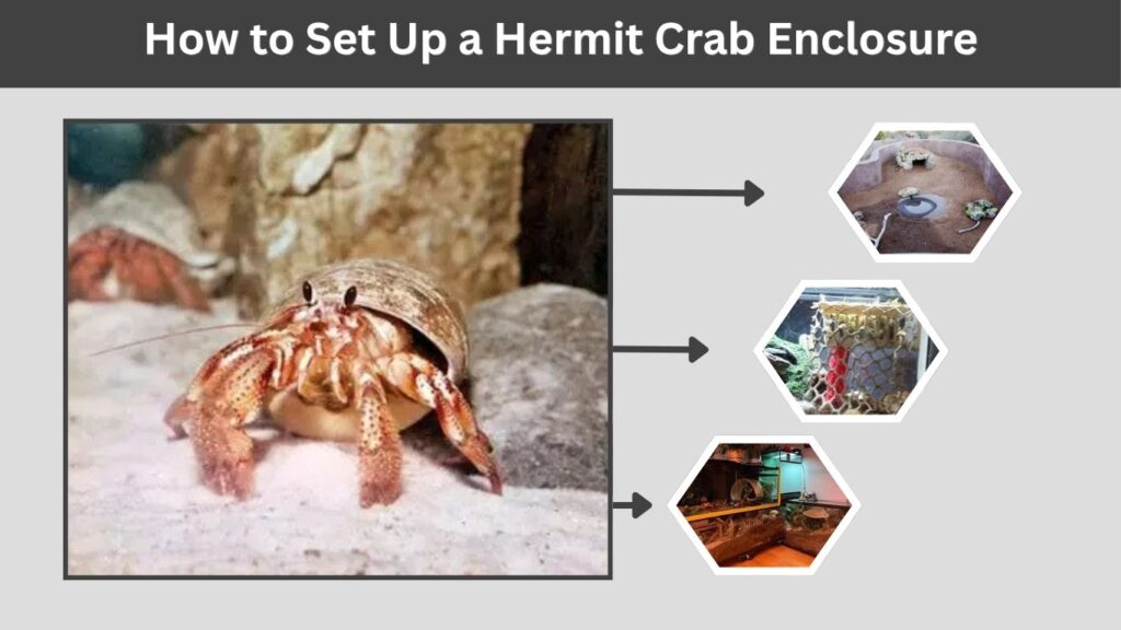 How to Set Up a Hermit Crab Enclosure