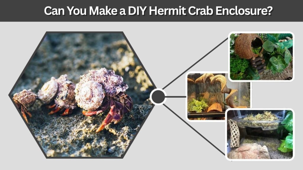 Can You Make a DIY Hermit Crab Enclosure?