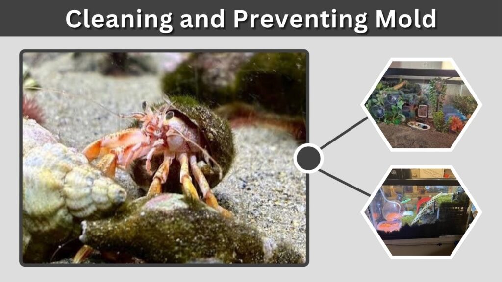 Cleaning and Preventing Mold