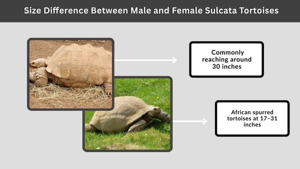 Size Difference Between Male and Female Sulcata Tortoises