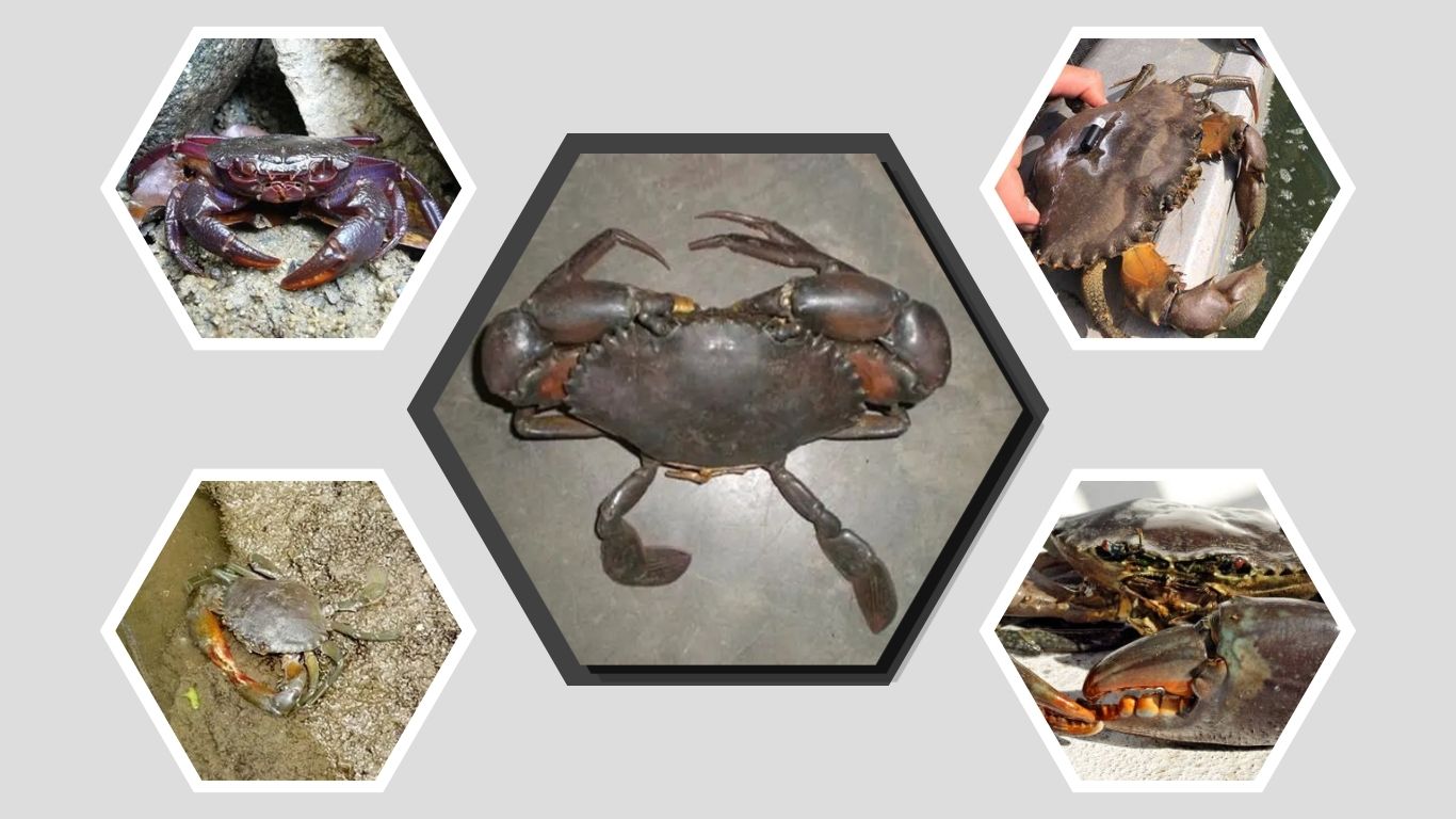 4 Types of Mud crabs: Species, Habitat, Size, Color, Id with Pictures
