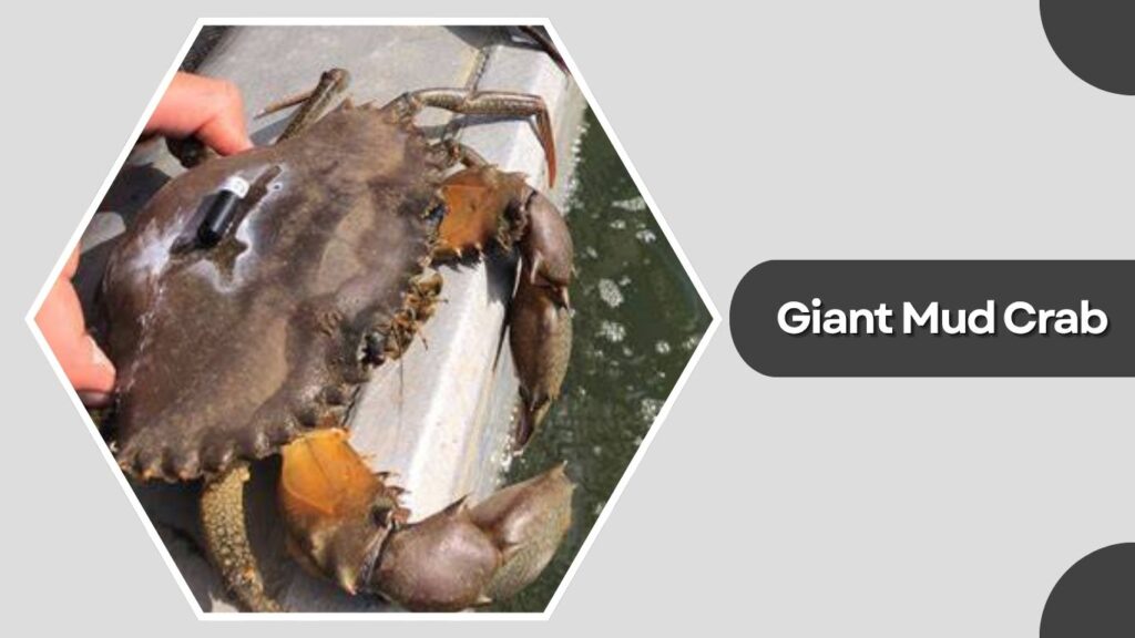 1. Giant Mud Crab (Scylla serrata)