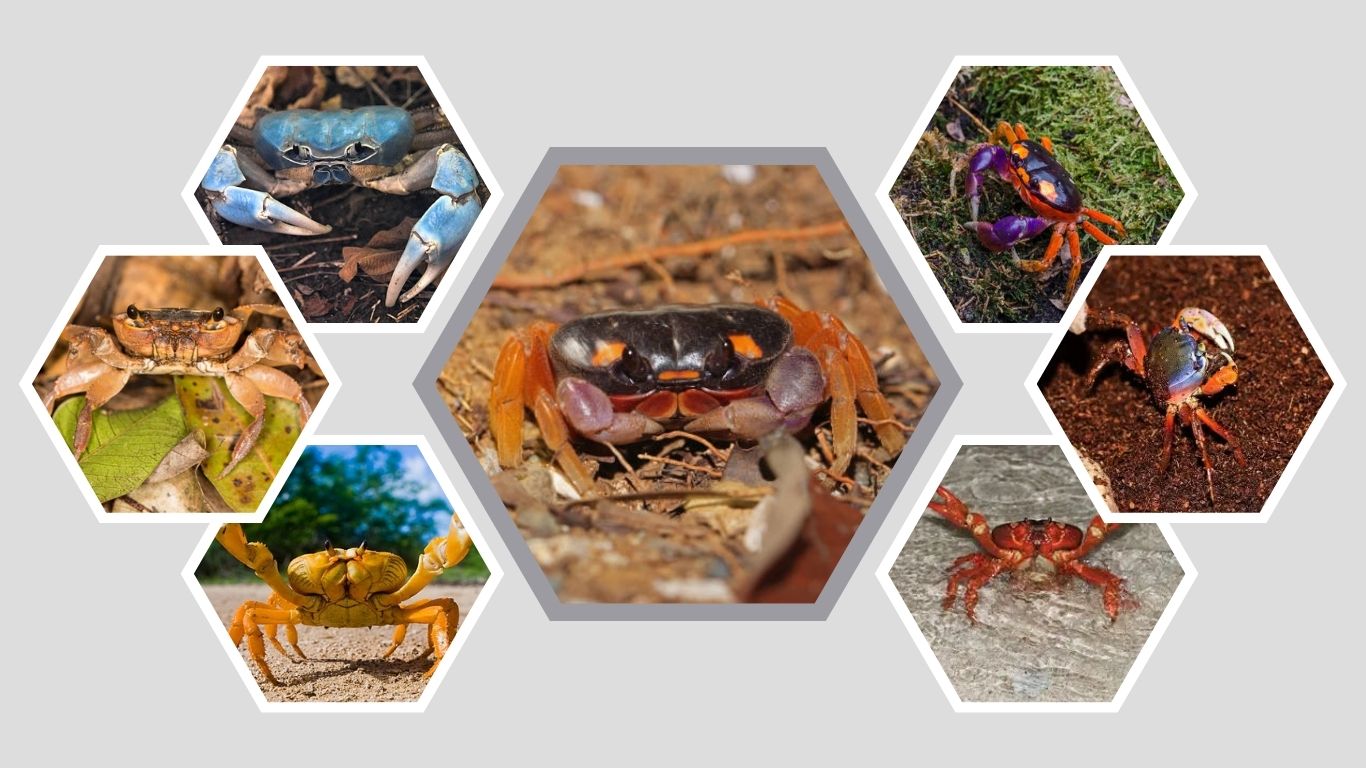 11 Types of Land Crabs: Identification, Habitat with Pictures
