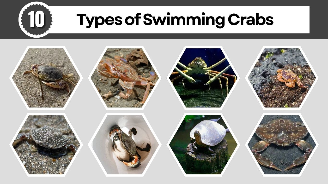 10 Types of Swimming Crabs: Species, Habitat, Size, Color, Id with Pictures