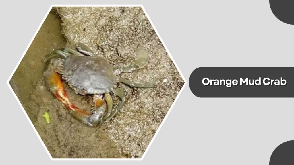 2. Orange Mud Crab (Scylla olivacea)