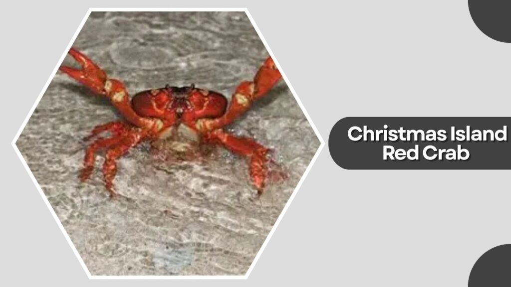 1. Christmas Island Red Crab