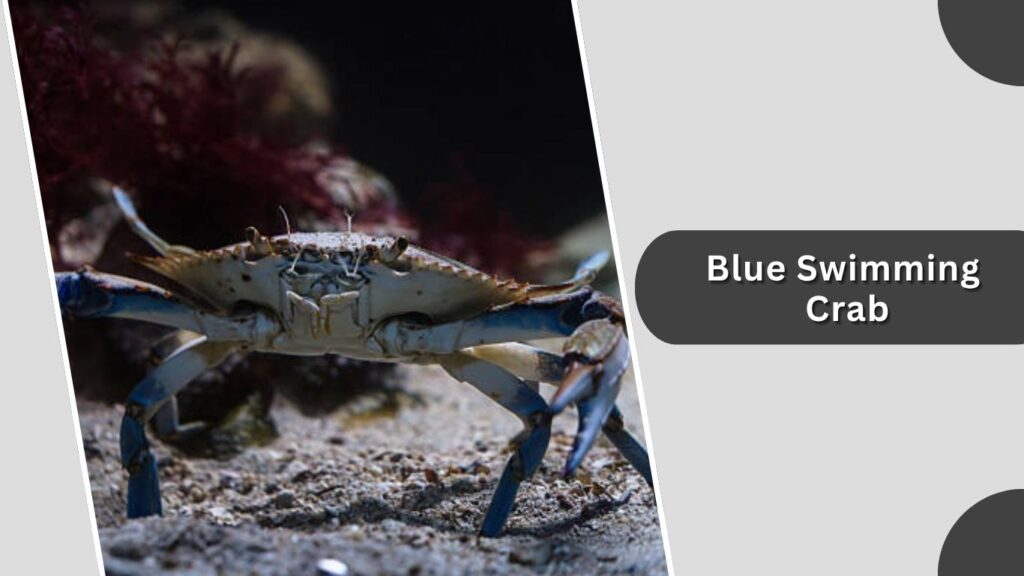 1. Blue Swimming Crab (Portunus pelagicus)