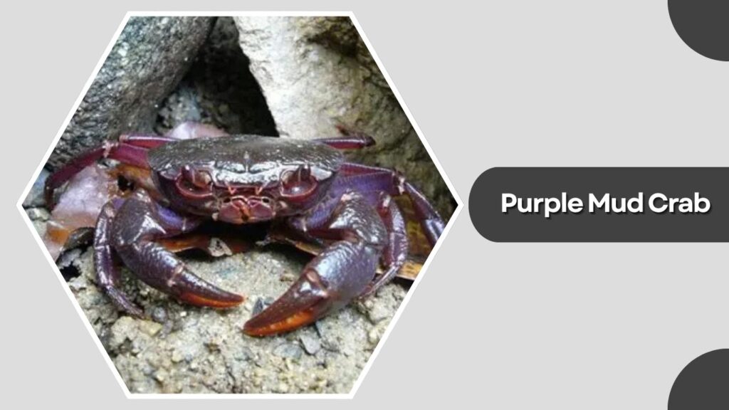 3. Purple Mud Crab (Scylla tranquebarica)