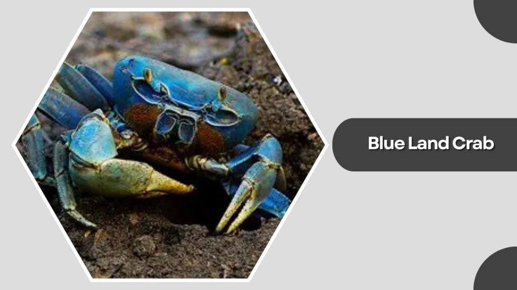 2. Blue Land Crab