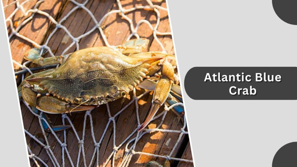 2. Atlantic Blue Crab (Callinectes sapidus)