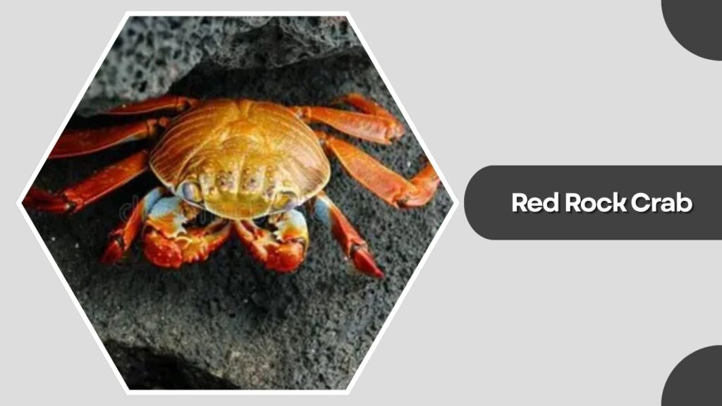 Red Rock Crab