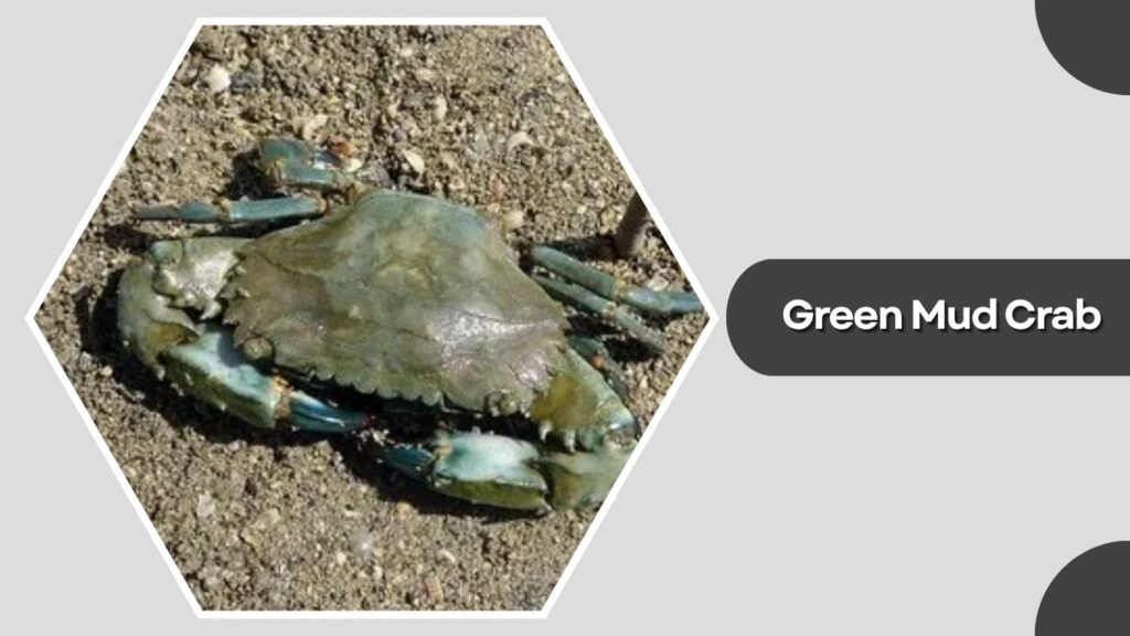 4. Green Mud Crab (Scylla paramamosain)